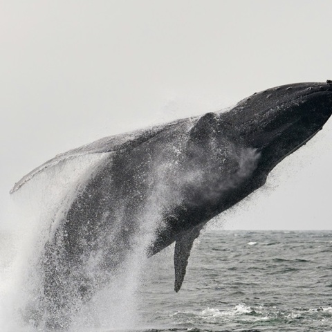 Η «σπανιότερη φάλαινα του κόσμου» ίσως ξεβράστηκε σε παραλία της Νέας Ζηλανδίας