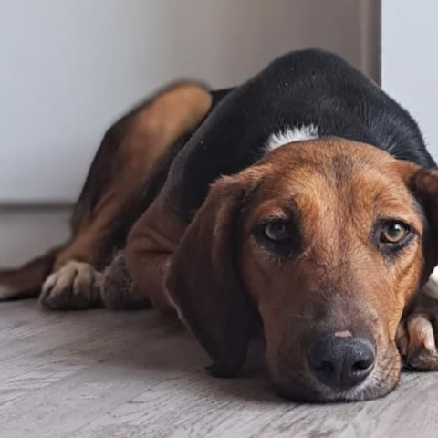 Γιορτή Υιοθεσίας Αδέσποτων