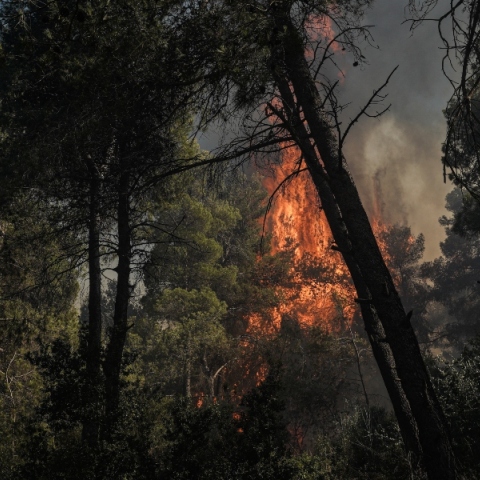 φωτια, δασος, καπνος