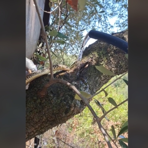 φιδι, δεντρο, νερο