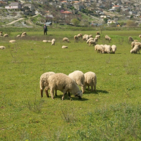 λιβαδι, προβατα, βοσκος