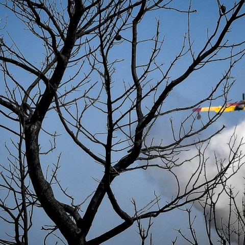 δεντρα, αεροσκαφος πυροσβεστικης