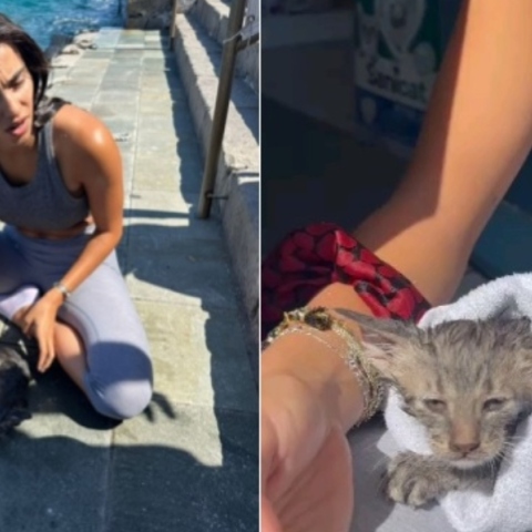 Τουρίστρια έσωσε γατάκι που πνιγόταν στο λιμάνι των Σπετσών (Βίντεο)