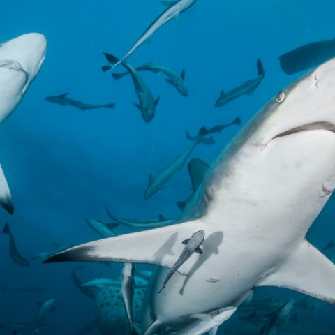 καραχαριες, ψαρια, θαλασσα