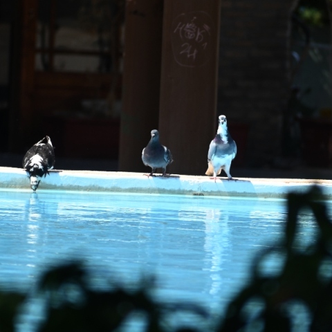 περιστερια πινουν νερο