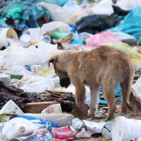 Κουτάβι στη χωματερή Ξάνθης, το καλοκαίρι του 2023, όταν πήγαν τα «Αδεσποτούλια»