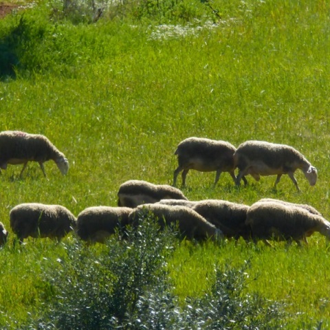 Κρούσμα πανώλης σε αιγοπρόβατο στην Κόρινθο - Σύσκεψη στην Περιφερειακή Ενότητα