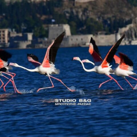 Δώδεκα πανέμορφα φλαμίνγκο χάρισαν μοναδικό θέαμα στο Ναύπλιο 