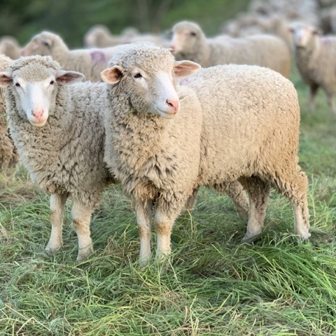 Αχαΐα: Περιοριστικά μέτρα για την αποφυγή εξάπλωσης της πανώλης των μικρών μηρυκαστικών