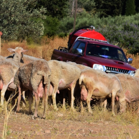 προβατα, βοσκος, φορτηγακι