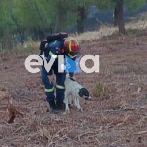 Φωτιά στην Εύβοια: Πυροσβέστης έσωσε σκυλάκι μέσα από το δάσος