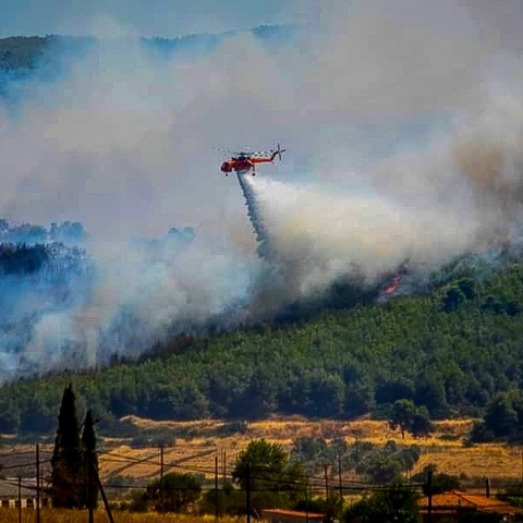 Φωτιά στην Εύβοια: Προκλήθηκε από άγριο πτηνό που ήρθε σε επαφή με τα ηλεκτροφόρα καλώδια 