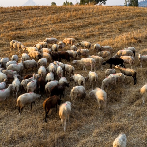 Στα 35 τα κρούσματα πανώλης των μηρυκαστικών - Αναμένονται τα αποτελέσματα από την Κομοτηνή