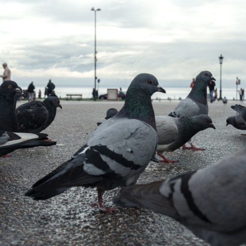περιστερια, παραλια Θεσσαλονικης