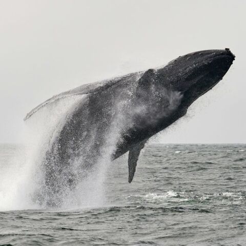 ΗΠΑ: Εθεάθη μεγάπτερη φάλαινα χωρίς την ουρά της 