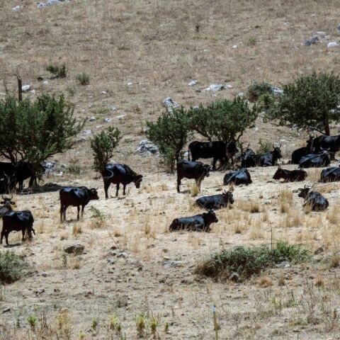 Σικελία: Μεγάλο το πρόβλημα της λειψυδρίας που αντιμετωπίζει η περιοχή