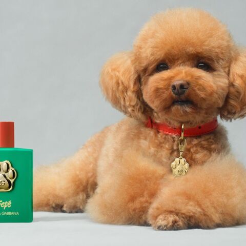 Fefé by Dolce & Gabbana: Το νέο άρωμα για σκύλους κοστίζει $100