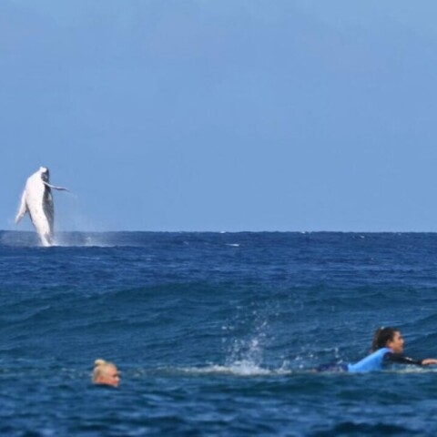 Στον ημιτελικό του surf στους Ολυμπιακούς Αγώνες μια φάλαινα έκλεψε την παράσταση