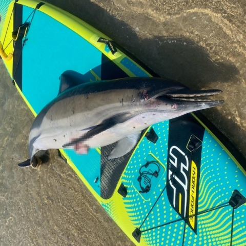 Νεκρό δελφίνι