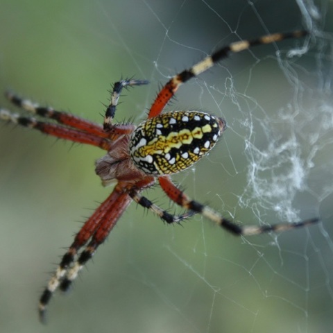 Ηλεία: Πέθανε ο 48χρονος που δέχθηκε τσίμπημα από αράχνη