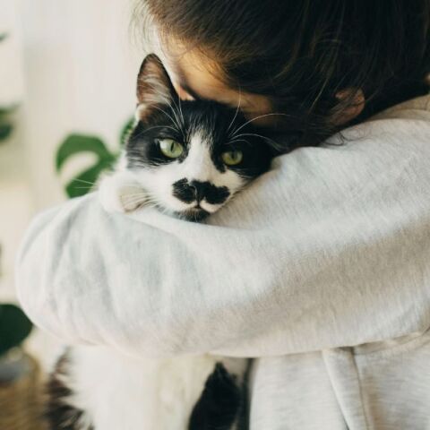 Παγκόσμια Ημέρα Γάτας 8 Αυγούστου - Αναδρομή στην ιστορία της σχέσης τους με τον άνθρωπο - Από τους αρχαίους πολιτισμούς έως σήμερα. 