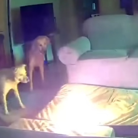 σκυλια, φωτια, σπιτι