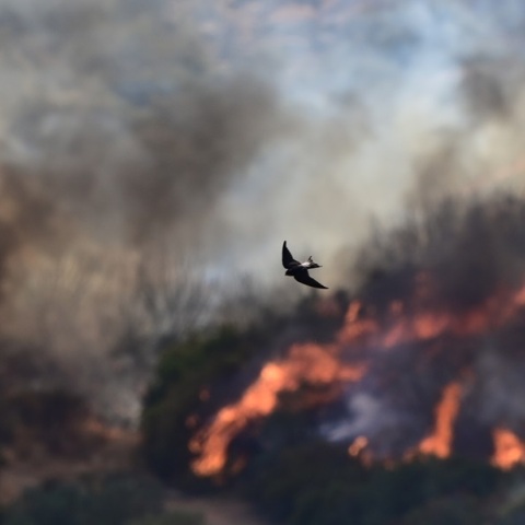 Ακραίος κίνδυνος πυρκαγιάς (κατηγορίας 5) αύριο σε Αττική και άλλες 5 περιφέρειες - Στο «κόκκινο» η μισή Ελλάδα