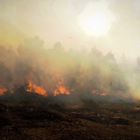 φωτια, δασος, βουνο