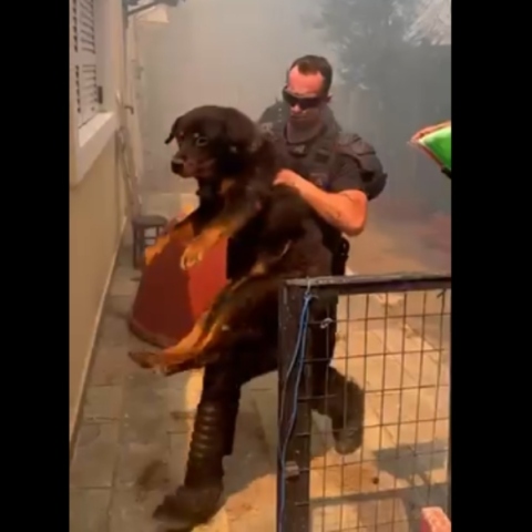 αστυνομικοι κουβαλαν σκυλο