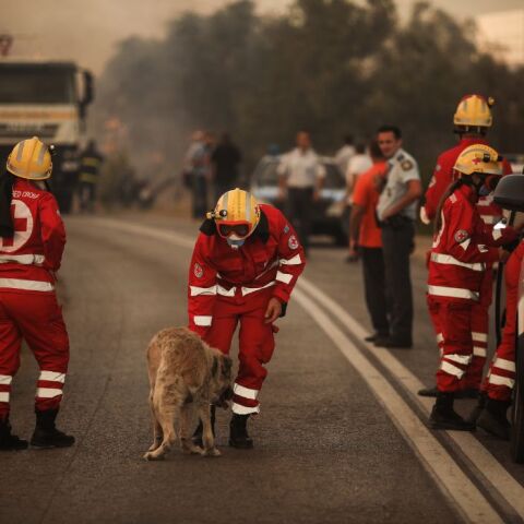 Φωτιά στην Αττική: Ρεπόρτερ σώζει σκύλο από την πύρινη κόλαση 
