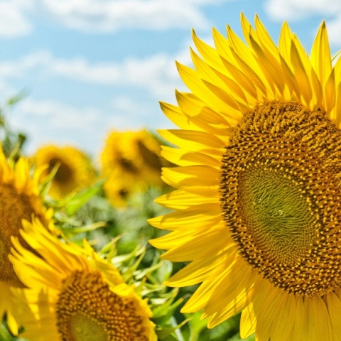 ηλιοτροπια