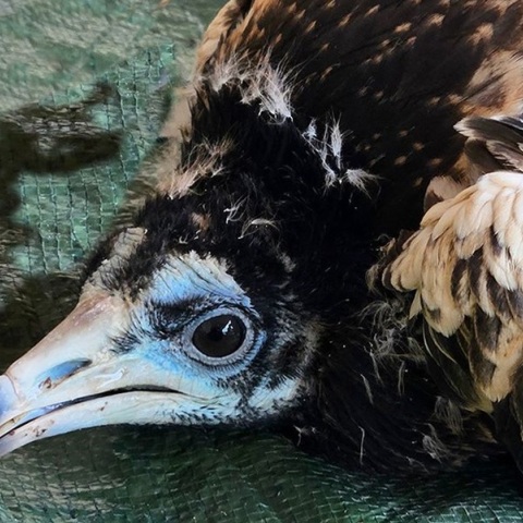 Ετοιμάζεται για το πρώτο μεγάλο ταξίδι προς την Αφρική ο νεαρός Ασπροπάρης 