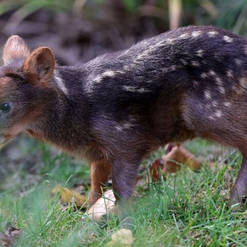 Nέα Υόρκη: Ένα από τα μικρότερα ελάφια στον κόσμο στον ζωολογικό της κήπο