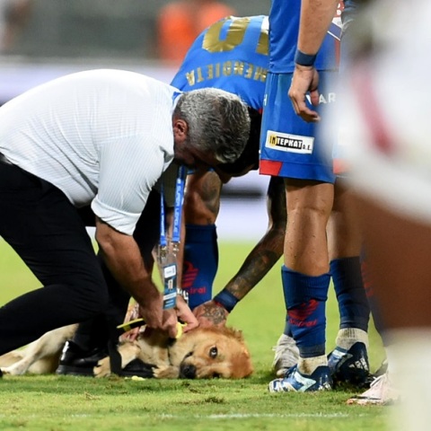 Χαριτωμένος σκύλος ήθελε τα χάδια του και διέκοψε τον αγώνα Βόλος-Ολυμπιακός