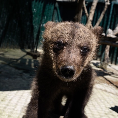 Φλώρινα: Δύο νεκρά αρκουδάκια σε τροχαίο - Η μητέρα τους εντοπίστηκε λίγα μέτρα μακριά