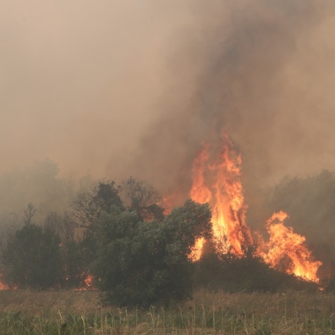 Φωτιά τώρα σε δασική έκταση στον Έβρο - Επιχειρεί μεγάλη πυροσβεστική δύναμη