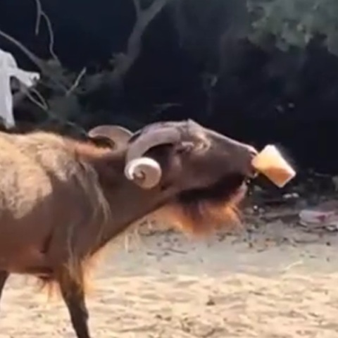 Διψάσμενος τράγος σουλατσάρει σε παραλία στα Σύβοτα με freddo espresso