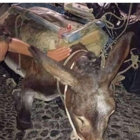 Σαντορίνη: Kαταγγελία για εξαντλημένο γαϊδουράκι που κατέρρευσε από το βάρος του φορτίου