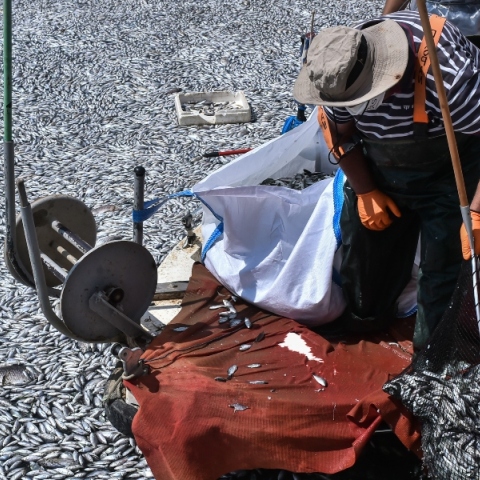 ψαρας, βαρκα, νεκρα ψαρια