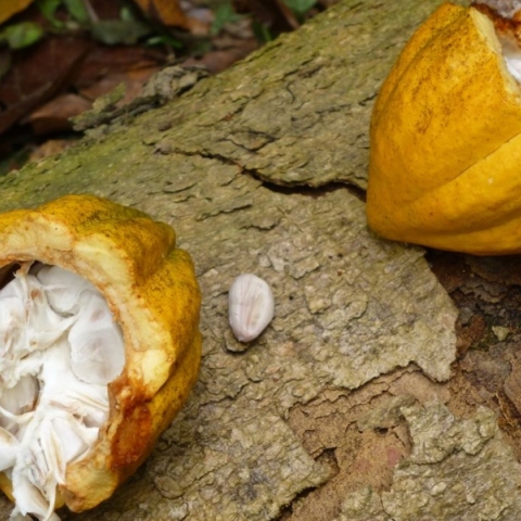 κοκκοι κακαο