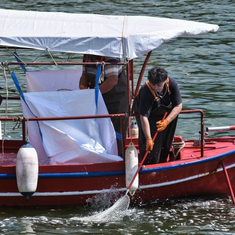 Αλιείς μαζεύουν με απόχη νεκρά ψάρια από τον Βόλο