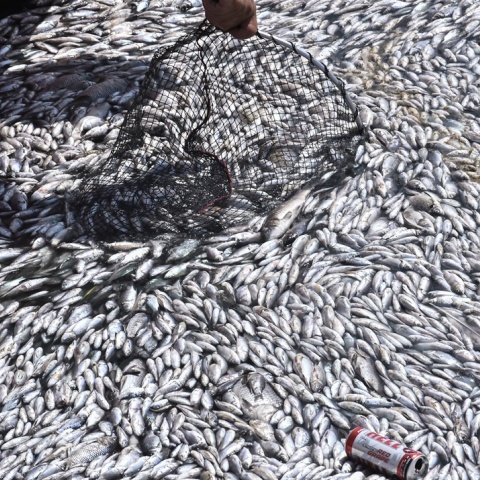 Νεκρά ψάρια στα νερά του Βόλου