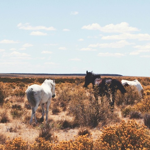 «Μυστήριο» με την εξαφάνιση δεκάδων αλόγων στο Μεσολόγγι