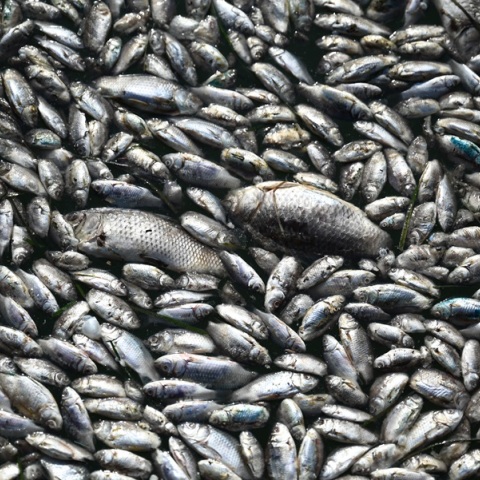 Νεκρά ψάρια στον Βόλο: Η ανησυχία για τη δημόσια υγεία και ο μεζές για καρχαρίες