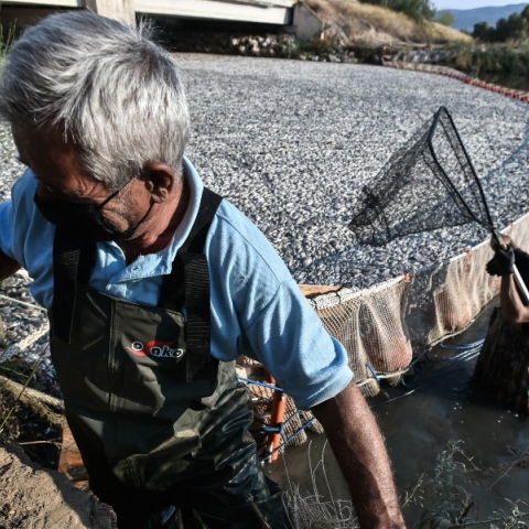 Ψαράδες μαζεύουν νεκρά ψάρια στον Παγασητικό