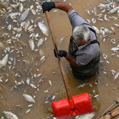 Βόλος: Καθαρός από τα νεκρά ψάρια ο Ξηριάς - Ολοκληρώθηκε η γιγάντια επιχείρηση απομάκρυνσής τους