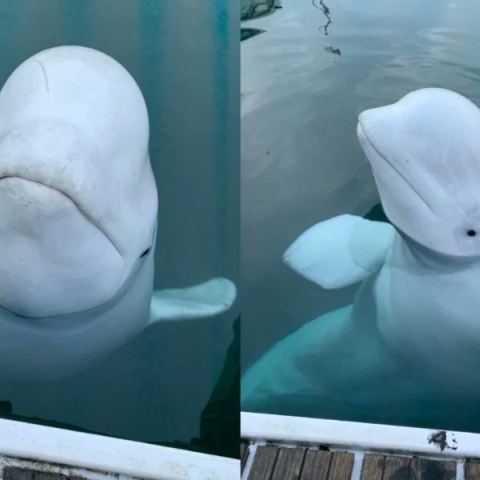 Η λευκη φάλαινα «Χβάλντιμιρ