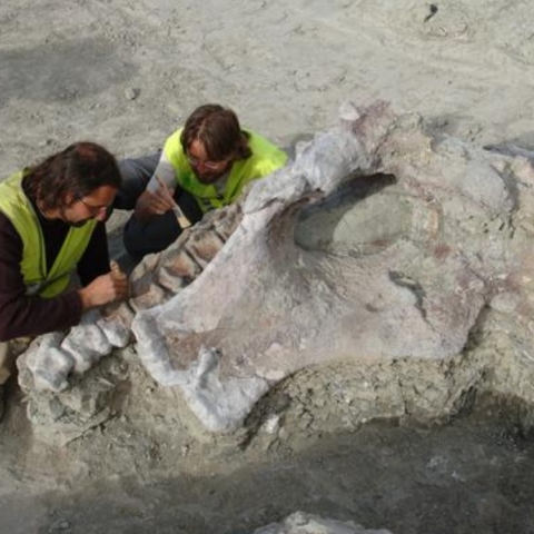 απολιθώματα δεινοσαύρου