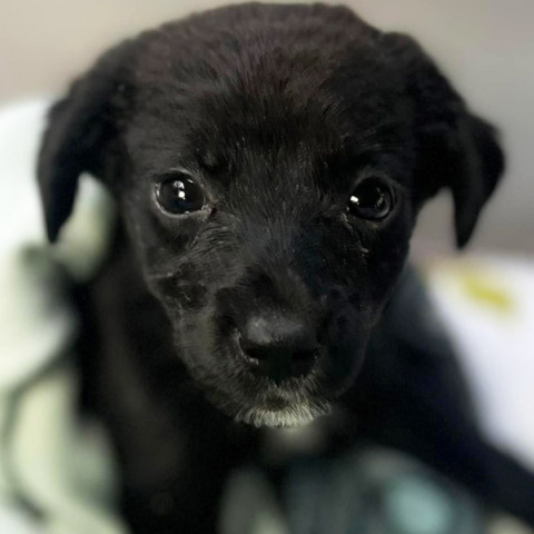 Τα αδέσποτα εκπέμπουν SOS