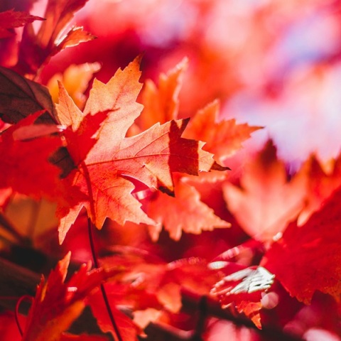 Εορτολόγιο: Σήμερα 9 Σεπτεμβρίου 2024 γιορτάζει…